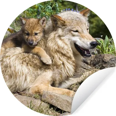 Produktbild von MuchoWow® Runde Wandtattoo - Wandsticker Tapete Aufkleber Wolf - Jungtier - Tier Ø 100 cm Selbstklebend und Repositionierbar - Wandaufkleber - Kreis - Tapetenkreis - Wandbild rund - Schlafzimmerdekoration - Wanddeko - runde Tapete - Kunst für zu Hause
