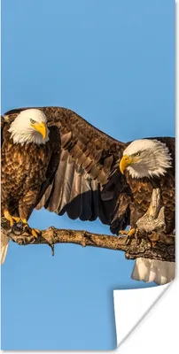 Produktbild von MuchoWow® Poster Vogel - Äste - Adler - Raubvögel - Luft 60x120 cm - Wandschmuck