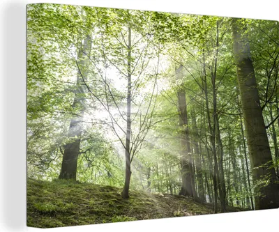 Produktbild von OneMillionCanvasses® - Leinwandbilder - 150x100 cm, Wald - Bäume - Sonne, Wandbilder Kunstdruck Wanddekoration