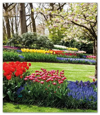 Produktbild von Wallario Herdabdeckplatte aus Glas, Größe 52 x 60 cm 1-teilig, Motiv Bunte Blumen und Kirsch-Baum im Park blühen im Frühling