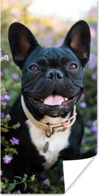Produktbild von MuchoWow® Poster Französische Bulldogge - Blumen - Lila 20x40 cm - Plakat - Foto