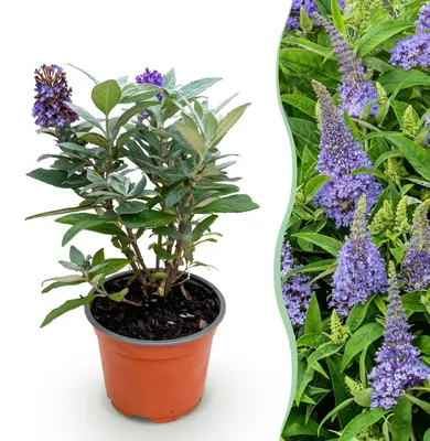 Produktbild von Green boutiQ - Gartenpflanze - Buddleja davidii Butterfly Candy Little Lila - Schmetterlingsstrauch - Kompakt - Lila - 1 Pflanze - Topf 12cm - Höhe 20-25cm