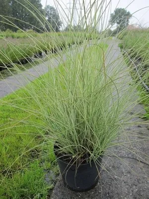 Produktbild von Miscanthus sinensis Gracillimus Variegatus - Feinhalm-Chinaschilf Gracillimus Variegatus