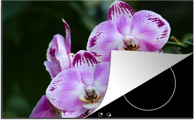 Produktbild von KitchenYeah© Herdabdeckplatte Blühende Orchideen , 81x52cm, Küche Deko, Glaskeramikkochfeld Herdabdeckung, Abdeckplatte fùr Kochfeld