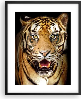 Produktbild von Gerahmtes Poster - Schwarzer Rahmen - tiger tier - 40x50 cm - Wand Bild - Wanddeko - Wandbilder - Kunstposter - Wandposter - Bilderrahmen - Bilder - Kunstdruck - Wandbild - P2BPA40x50-4103