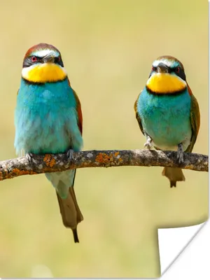 Produktbild von MuchoWow® Poster Vögel - Tiere - Bienenfresser 120x160 cm - Wandbilder