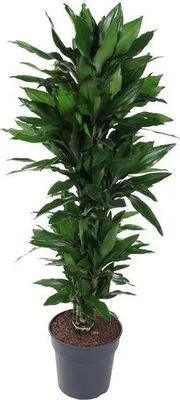 Immagine prodotto di Dracaena Janet Lind, 130cm, Ø31cm, pianta da appartamento con foglie larghe e