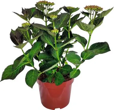 Obrázek produktu pro Hortenzie velkolistá Hydrangea macrophylla 'Adula Lila' výška 30-40 cm květináč 5 l fialovo-bílá