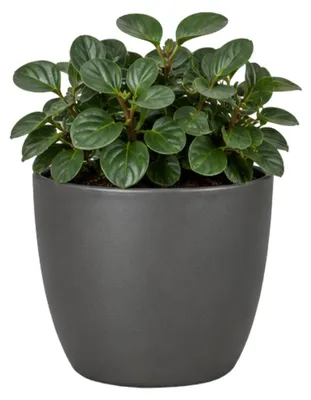 Produktbild von Floran Blumentopf „Boule“ - anthrazit - matt - Keramik - D12 x H10 cm