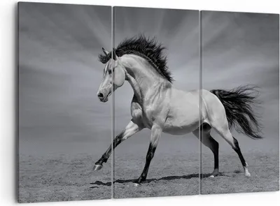 Produktbild von Bild auf Leinwand - Leinwandbild - Pferd Tier Natur - 105x70cm - Wand Bild - Wanddeko - Wandbilder - Leinwanddruck - Bilder - Kunstdruck - Wanddekoration - Leinwand bilder - Wandkunst - CE105x70-3608
