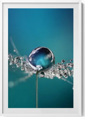 Produktbild von Ein Tautropfen auf einer Schmeißfliege– Wandbild mit Rahmen – Gerahmtes Bild  – Wanddekoration – 70x100 cm –  Weiß Rahmen