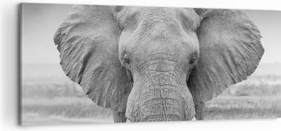 Produktbild von Bild auf Leinwand - Leinwandbild - Einteilig - Elefant Afrika Tier - 100x40cm - Wand Bild - Wanddeko - Wandbilder - Leinwanddruck - Bilder - Wanddekoration - Leinwand bilder - Wandbild - AB100x40-5072