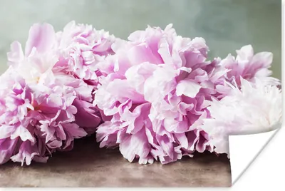 Produktbild von MuchoWow® Poster Rosa Pfingstrosen auf dem Tisch 60x40 cm - Schlafzimmerdekoration