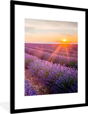 Produktbild von MuchoWow® Gerahmtes Poster Lavendel - Sonnenuntergang - Blumen - Lila 60x80 cm - Poster mit Schwarzem Bilderrahmen Wandposter Rahmen Foto Bilder - Wohnzimmer - Dekorationen - Prämie
