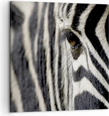 Produktbild von Bild auf Leinwand - Leinwandbild - Zebra Streifen Tierwelt Safari - 50x50cm - Wand Bild - Wanddeko - Leinwanddruck - Bilder - Kunstdruck - Wanddekoration - Leinwand bilder - Wandkunst - AC50x50-2195