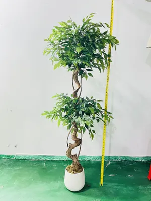 Zdjęcie produktu dla Künstlicher Ficus Kunstbaum 6ft6 2er-Set
