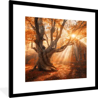 Produktbild von MuchoWow® Gerahmtes Poster Baum - Natur - Herbst 40x40 cm - Poster mit Schwarzem Bilderrahmen Wandposter Rahmen Foto Bilder - Poster - Plakat im Rahmen