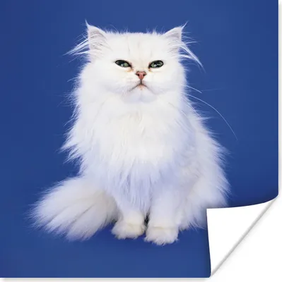 Produktbild von MuchoWow® Poster Weiße Perserkatze mit blauem Hintergrund 100x100 cm - Babyzimmer