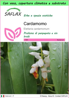 Immagine prodotto di SAFLAX Garden to go - Cardamomo - 20 semi - Elettaria