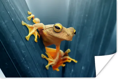 Produktbild von MuchoWow® Poster Gelber Frosch sitzt auf einem Blatt 120x80 cm - Bilder