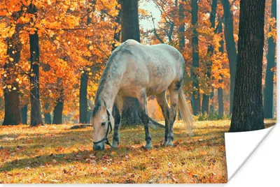 Produktbild von MuchoWow® Poster Pferd - Herbst - Wald 120x80 cm - Bilder