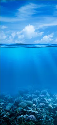 Produktbild von Türtapete Türposter Unterwasserwelt Meer - Größe: 93 x 205 cm
