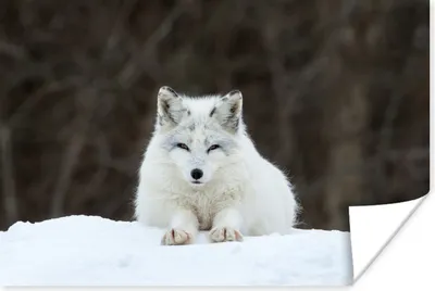 Produktbild von MuchoWow® Poster Polarfuchs - Schnee - Liegend 60x40 cm - Schlafzimmerdekoration