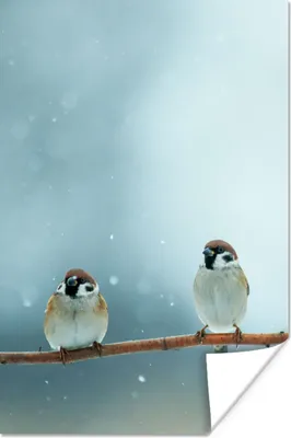 Produktbild von MuchoWow® Poster Vögel - Spatz - Schnee - Winter 40x60 cm - Plakate für die Wand - Poster Babyzimmer