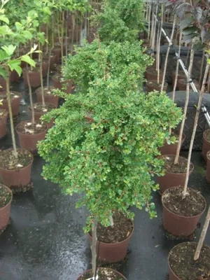 Produktbild von Cotoneaster congestus - Zwergmispel  - Zwergcotoneaster auf ca. 60 cm Stamm veredelt - immergrün