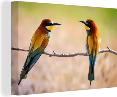 Produktbild von OneMillionCanvasses® - Leinwandbilder - 140x90 cm, Vögel - Bienenfresser - Tiere, Wandbilder Kunstdruck Wanddekoration - Foto auf Leinwand - Gemälde auf Holzrahmen