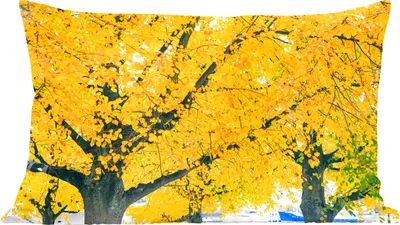 Produktbild von MuchoWow® Zierkissen Sofakissen Wohnzimmer Dekokissen 50x30 cm Baum im Herbst - Wohnzimmerdekoration - Polster mit Photo