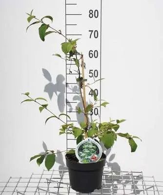 Image de Viburnum plic. 'Kilimandjaro' - Boule de neige 50- 60 cm - conteneur