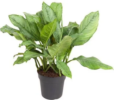 Immagine prodotto di Aglaonema 'B.J. Freedman' Ø24 cm x 70 cm, pianta da appartamento facile da curare, decorativa