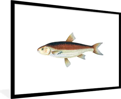 Produktbild von MuchoWow® MuchoWow® Gerahmtes Poster Fische - Karpfen - Realismus 90x60 cm - Poster mit zchwarzem Bilderrahmen - Wanddekoration - Fotos