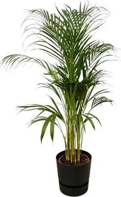 Immagine prodotto di Palma areca - Palma da betel - Pianta da appartamento, ca. 110cm - Ø21cm - con