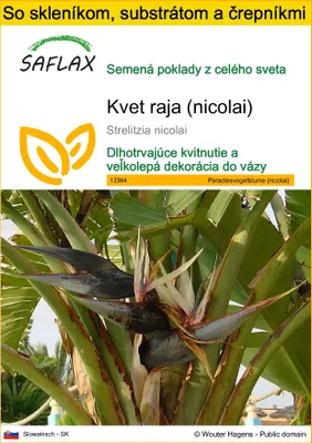 Obrázok produktu pre SAFLAX Kultivačný set - kvet raja (nicolai) - Strelitzia nicolai - 5 Semená - S mini skleníkom, pestovateľským substrátom a 2 črepníkmi