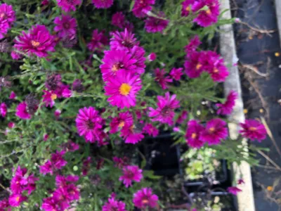 Produktbild von 6 x Aster novi-belgii 'Royal Ruby' - Herbst-Aster im 9x9 cm Topf