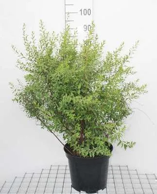 Produktbild von Spiraea arguta - Brautspiere 60- 80 cm - Container
