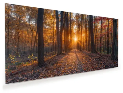 Produktbild von Glasbild 120x60cm in XXL für Wohnzimmer, Schlafzimmer Motiv Sonnenuntergang Wald