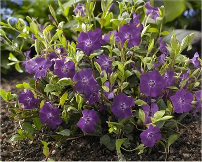 Produktbild von Stauden Gänge 50 x Vinca minor 'Rubra' / 'Atropurpurea' - Lila Kleines/Kleinblättriges Immergrün - tolle Blütenpracht - sehr pflegeleicht