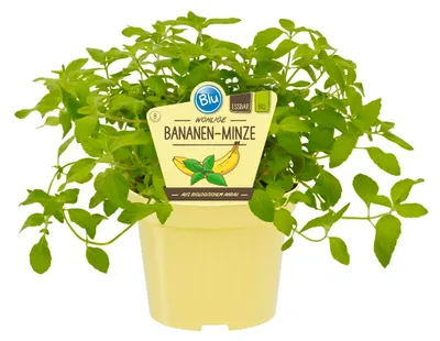 Produktbild von Bananen-Minze- Mentha arvensis - Kräuterpflanze im 12cm Topf