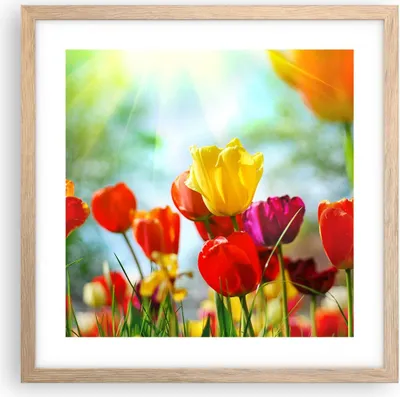 Produktbild von Gerahmtes Poster - Rahmen in heller Eiche - Tulpe Blume Plantage Wiese - 40x40 cm - Wand Bild - Wanddeko - Wandbilder - Wandposter - Bilderrahmen - Bilder - Kunstdruck - Wandbild - P2NAC40x40-2566