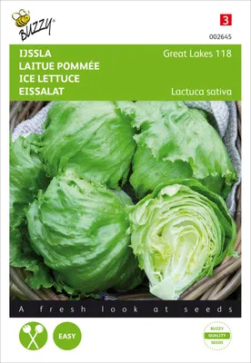 Produktbild von Eissalat Great Lakes 118 | Eissalatsamen von Buzzy Seeds