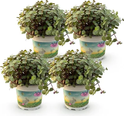 Zdjęcie produktu dla Callisia repens (roślina pełzająca) Ø 12 cm, wysokość 17–20 cm, roślina doniczkowa, dekoracja