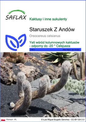 Zdjęcie produktu dla SAFLAX - Staruszek Z Andów - 40 Nasiona - Oreocereus celsianus