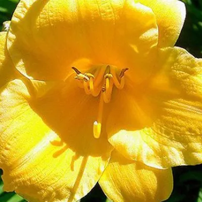 Obrázek produktu pro 6 x denivka - Hemerocallis 'Stella De Oro' | Květináč 9 cm x 9 cm