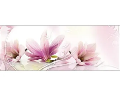 Produktbild von Glasbild Magnolia mit zartrosa Magnolienblüten 125x50 cm Querformat