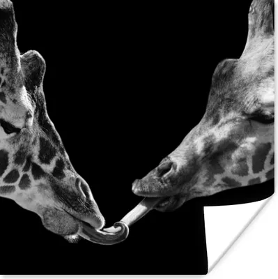 Produktbild von MuchoWow® Poster Tiere - Schwarz - Giraffe - Weiß - Porträt 75x75 cm - Wand Dekoration