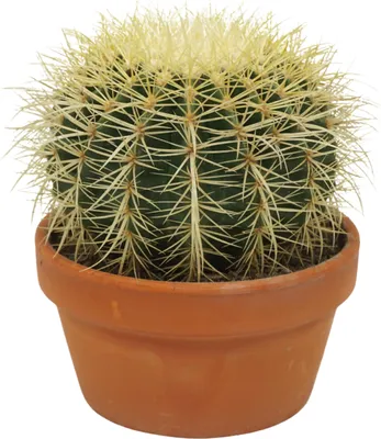 Produktbild von Echinocactus grusonii - Schwiegermutterstuhl - Kaktus - 16cm Topf