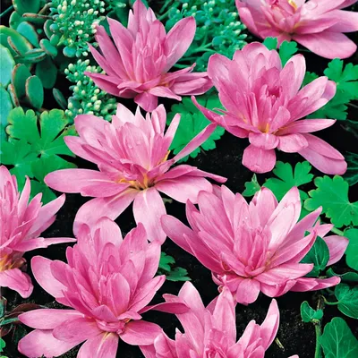 Zdjęcie produktu dla Colchicum Zimowit Jesienny Waterlily 1 szt. Cebulki Cebule Kwiatowe